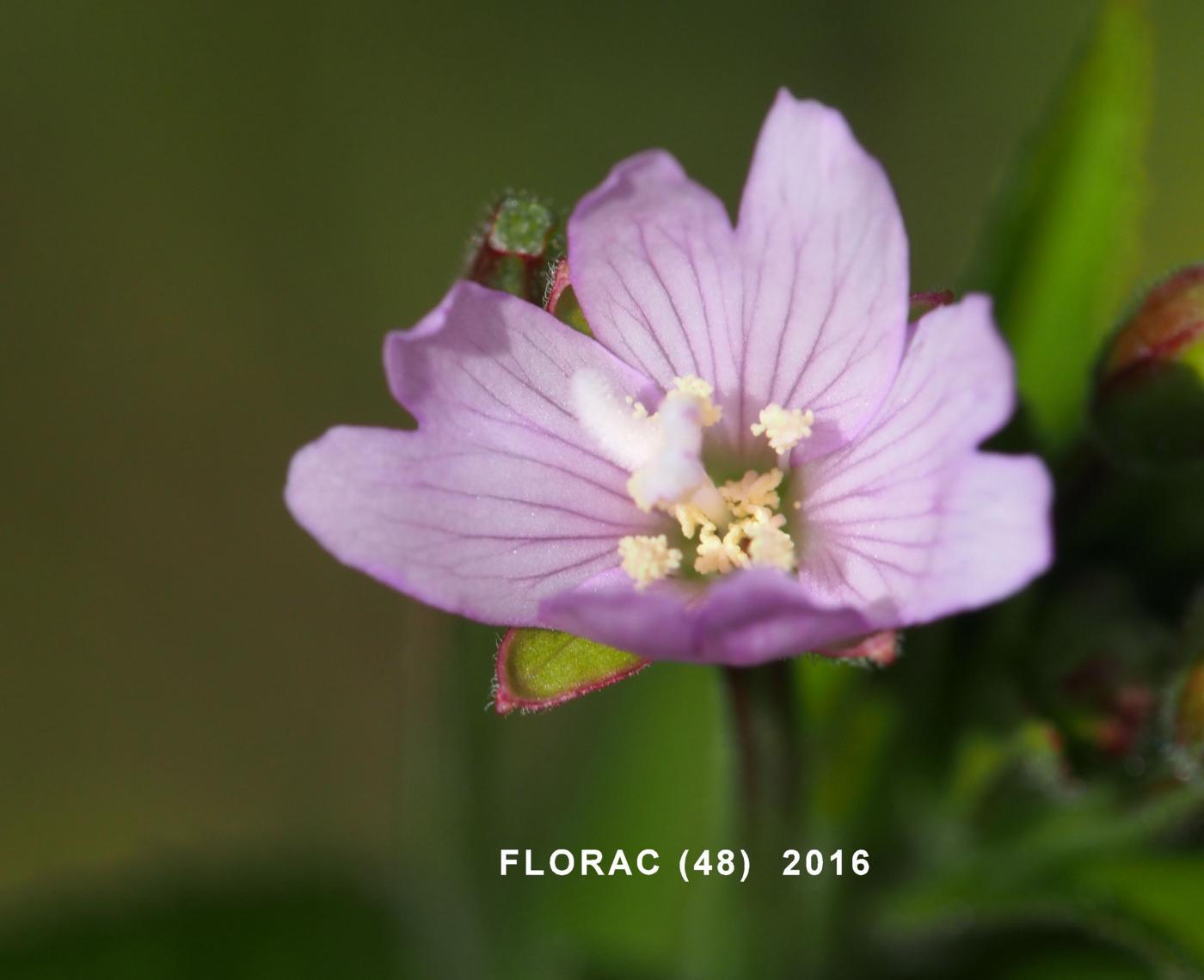Willow-herb, Small flowered flower